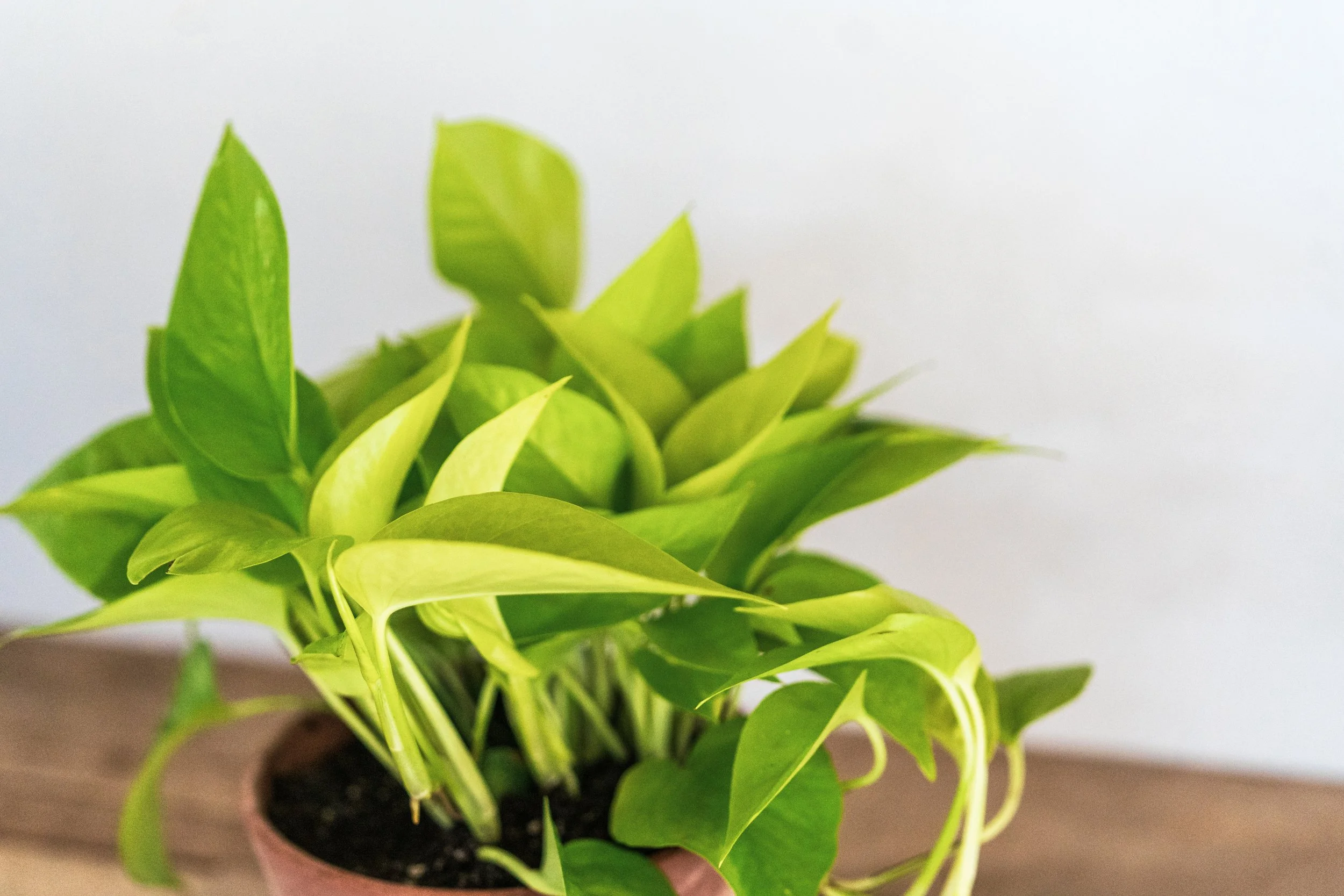 zz plant — Wilson Plant Co
